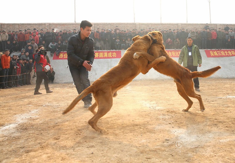 Kinh hoang canh choi cho bao luc o Trung Quoc-Hinh-5