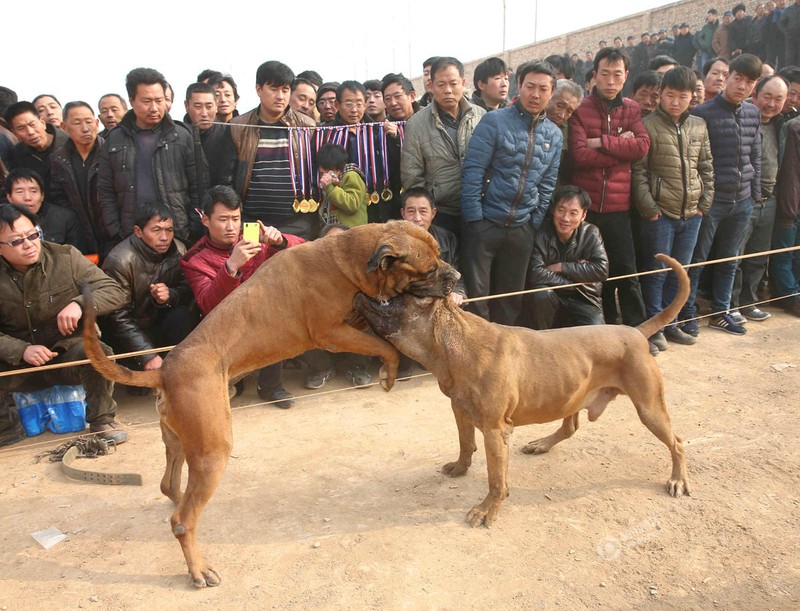 Kinh hoang canh choi cho bao luc o Trung Quoc-Hinh-7