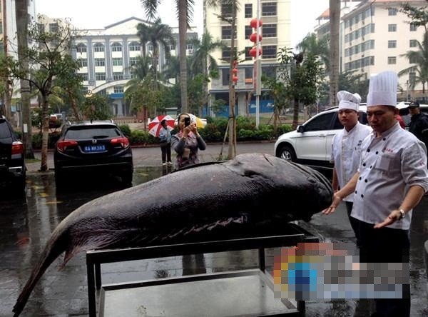 Bat duoc thuy quai ca mu khong lo nang 130kg-Hinh-2