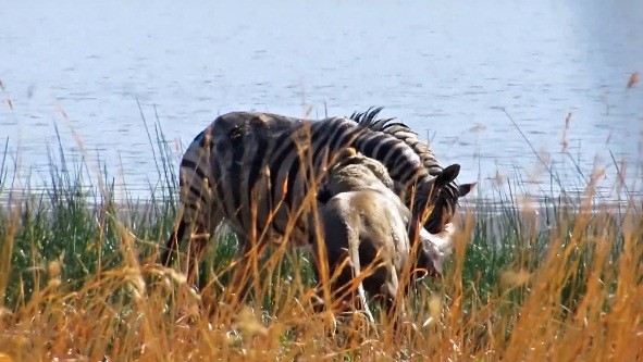 Su tu cai khat mau nhan tam giet ngua van mang thai-Hinh-6