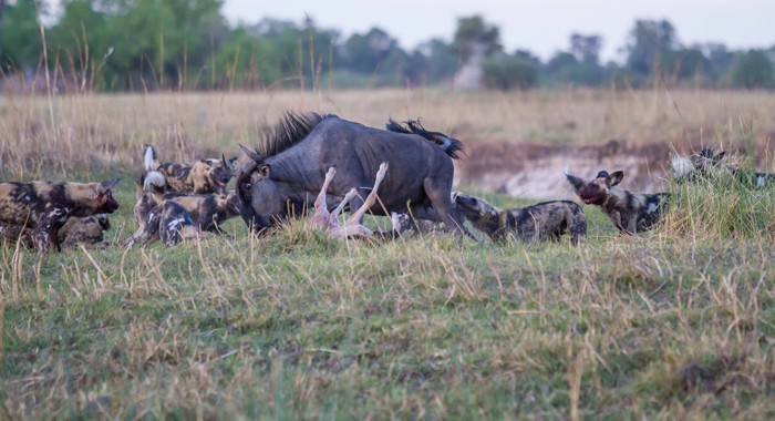 Tu chien khoc liet giua linh duong dau bo va cho hoang-Hinh-6