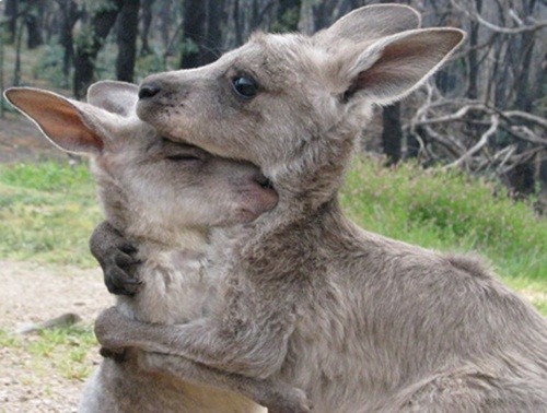 Dau long khoanh khac kangaroo duc tu gia ban doi-Hinh-6