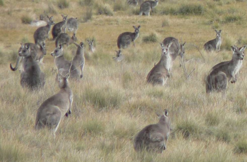 Dau long khoanh khac kangaroo duc tu gia ban doi-Hinh-7