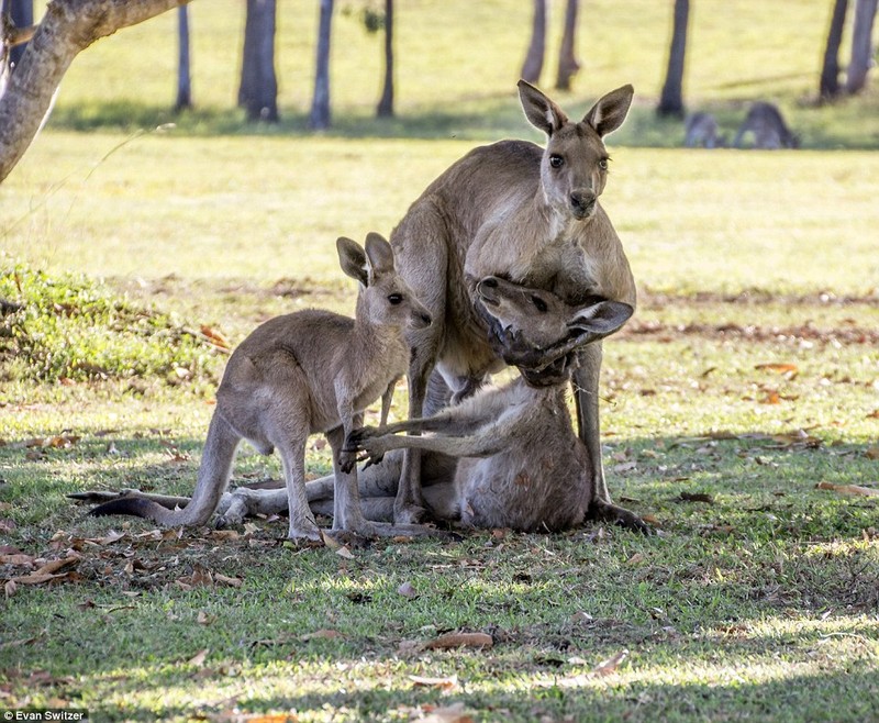 Dau long khoanh khac kangaroo duc tu gia ban doi