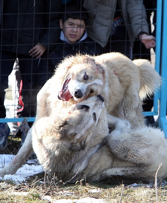 Kinh hoang canh choi cho mau me o Kyrgyzstan-Hinh-4