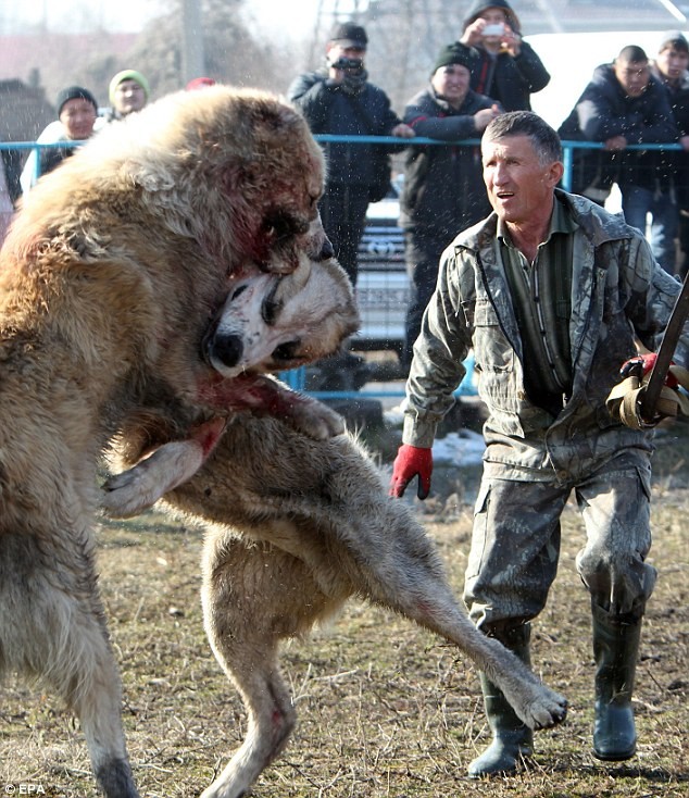 Kinh hoang canh choi cho mau me o Kyrgyzstan