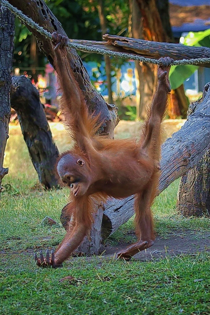 Chet cuoi duoi uoi mua ba le nhu nguoi-Hinh-2