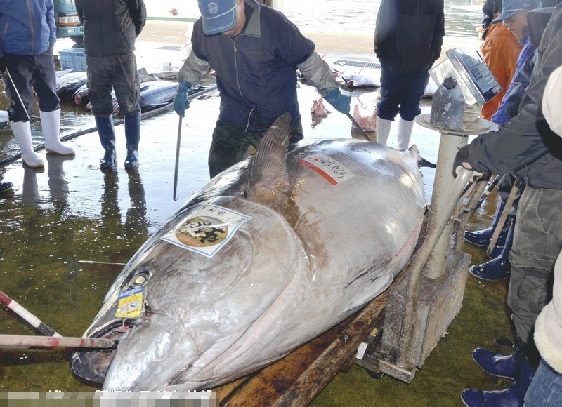 Bat duoc thuy quai ca ngu nang 417 kg o Nhat Ban-Hinh-4