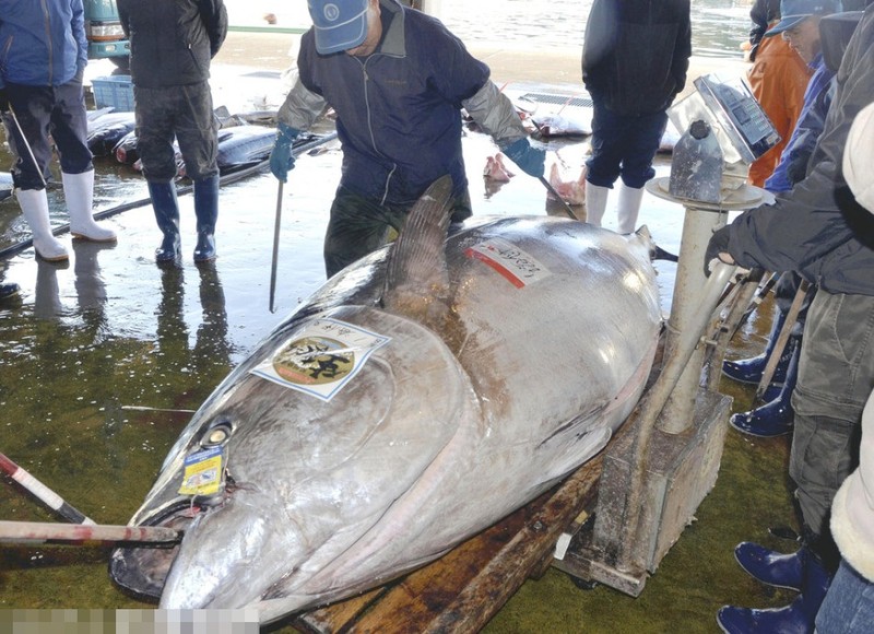 Bat duoc thuy quai ca ngu nang 417 kg o Nhat Ban