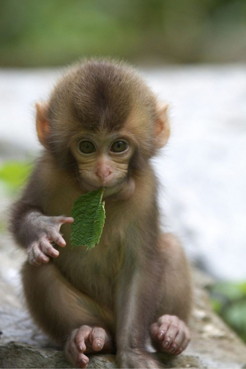 50 Những hình ảnh con khỉ đẹp đáng yêu cute nhất