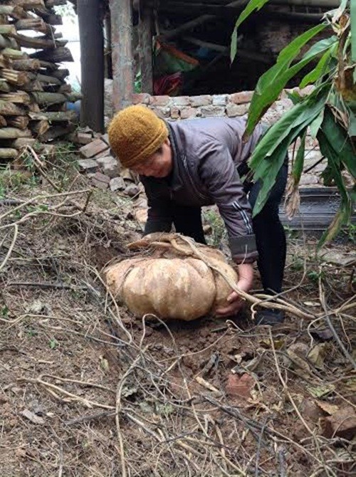 Soc phat hien cu dau khong lo nang 24kg o Bac Ninh