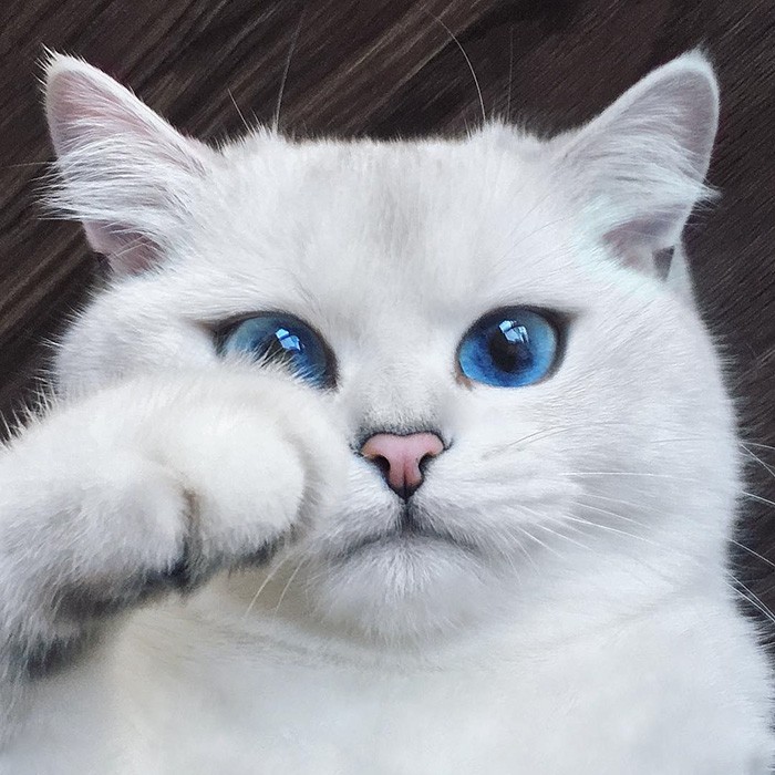 Đê mê ngắm chú mèo có đôi mắt đẹp nhất thế giới