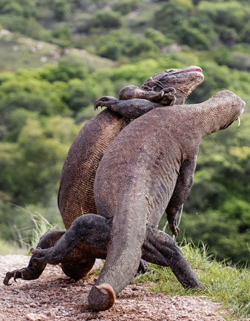 Rung minh tran chien hoang gia cua rong Komodo-Hinh-3