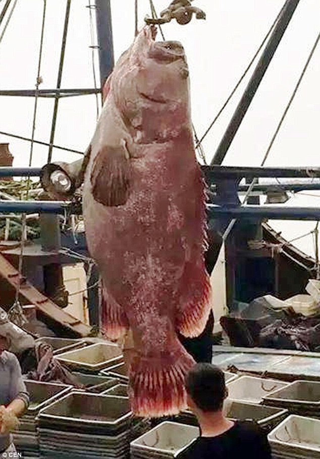 Bat duoc ca mu khong lo nang 175kg-Hinh-2