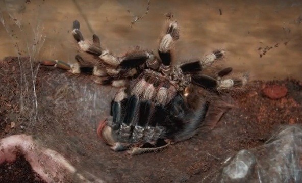 Kinh hoang canh tuong nhen Tarantula lot xac-Hinh-2