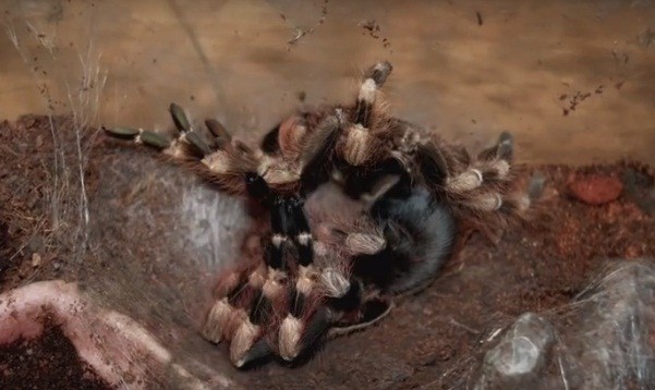 Kinh hoang canh tuong nhen Tarantula lot xac-Hinh-4