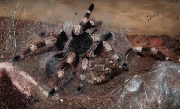 Kinh hoang canh tuong nhen Tarantula lot xac-Hinh-9