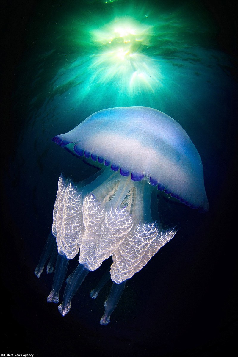 Ngất ngây với những hình ảnh tuyệt đẹp về loài sứa biển sâu