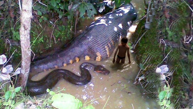 Bat duoc ran khong lo dai nhat the gioi, hon 5m-Hinh-7