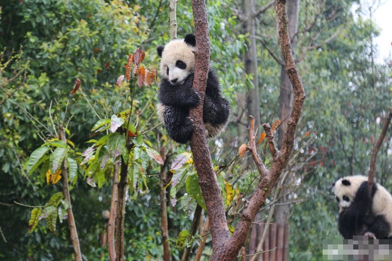 Ngam gau truc con vui dua duoi troi mua cuc dang yeu-Hinh-5