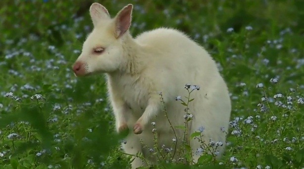 Can canh wallaby bach tang dep nhu dong vat co tich-Hinh-10