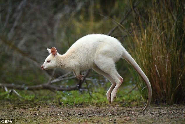 Can canh wallaby bach tang dep nhu dong vat co tich-Hinh-5