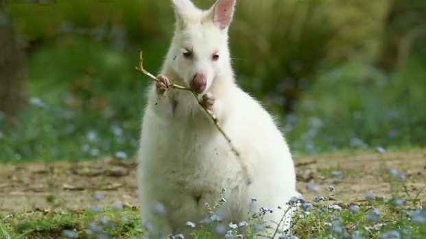 Can canh wallaby bach tang dep nhu dong vat co tich-Hinh-8