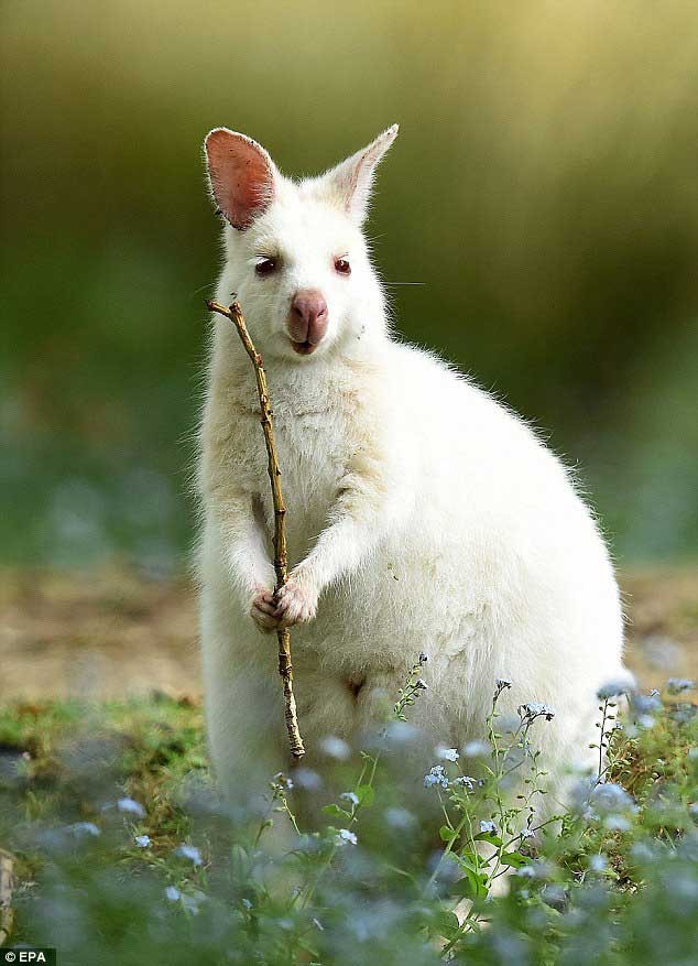 Can canh wallaby bach tang dep nhu dong vat co tich