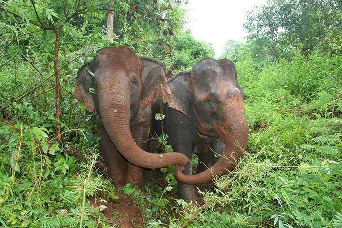 Xot xa nhin co voi mu khoc thuong ban qua doi-Hinh-6