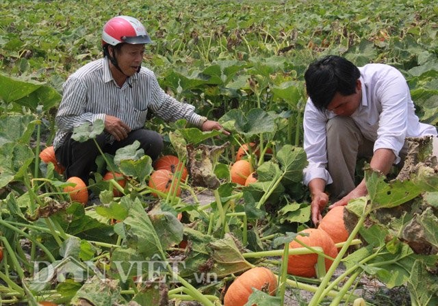 Trong bi Nhat... xuat ngoai: Nhan nha van lai kha-Hinh-4