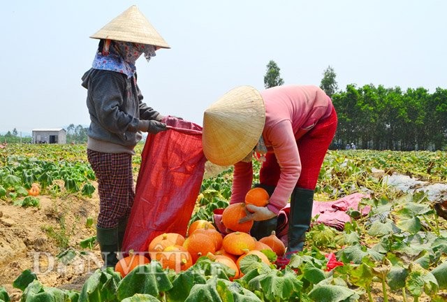 Trong bi Nhat... xuat ngoai: Nhan nha van lai kha-Hinh-6