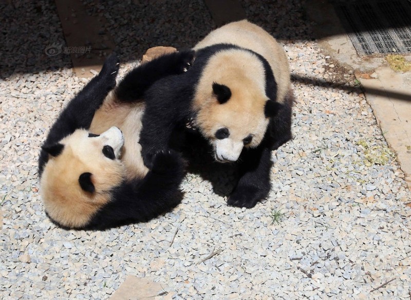 Kungfu Panda phien ban gau truc thuc te sieu dang yeu-Hinh-3