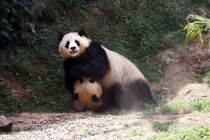 Kungfu Panda phien ban gau truc thuc te sieu dang yeu-Hinh-4