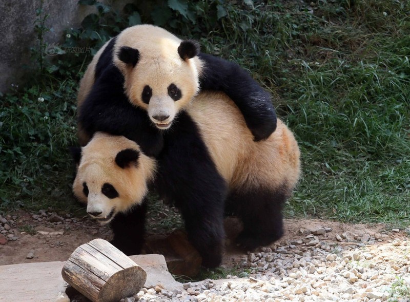 Kungfu Panda phien ban gau truc thuc te sieu dang yeu-Hinh-7