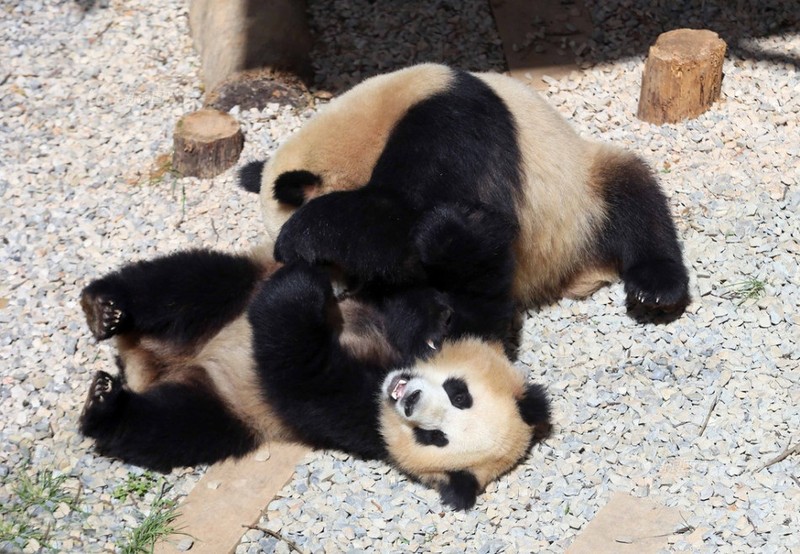 Kungfu Panda phien ban gau truc thuc te sieu dang yeu