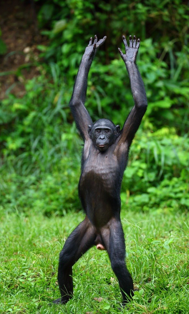 “Do mat” canh vo chong vuon Bonobo “may mua” cong khai-Hinh-10