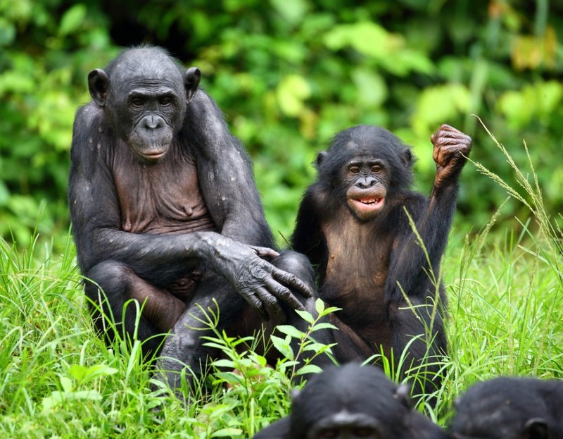 “Do mat” canh vo chong vuon Bonobo “may mua” cong khai-Hinh-11