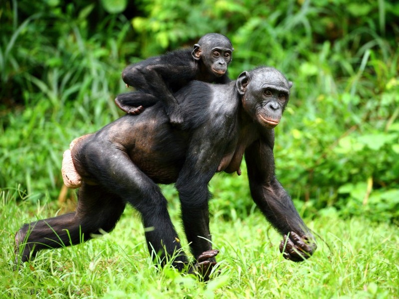 “Do mat” canh vo chong vuon Bonobo “may mua” cong khai-Hinh-12