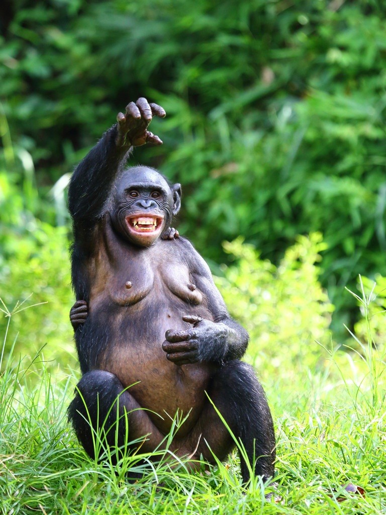 “Do mat” canh vo chong vuon Bonobo “may mua” cong khai-Hinh-14