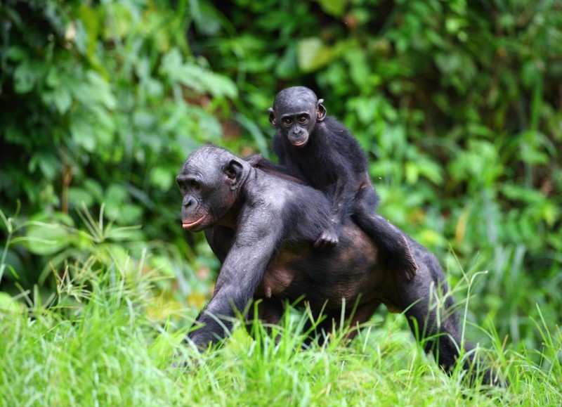 “Do mat” canh vo chong vuon Bonobo “may mua” cong khai-Hinh-15