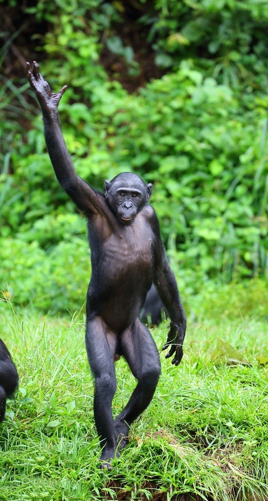 “Do mat” canh vo chong vuon Bonobo “may mua” cong khai-Hinh-16