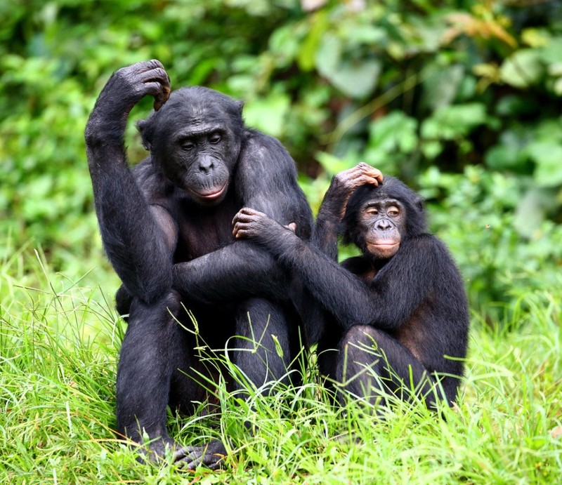 “Do mat” canh vo chong vuon Bonobo “may mua” cong khai-Hinh-17