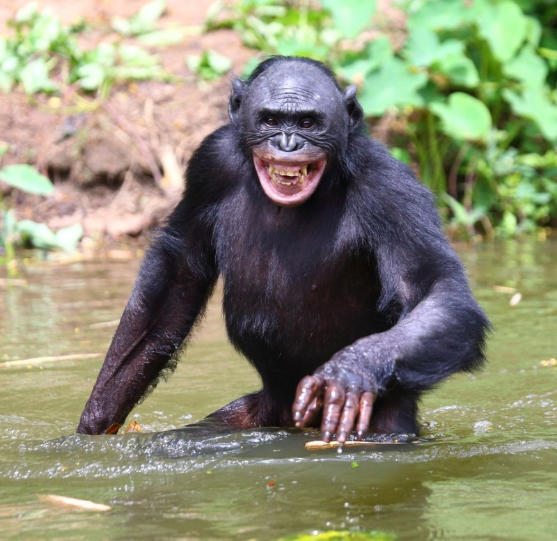 “Do mat” canh vo chong vuon Bonobo “may mua” cong khai-Hinh-2
