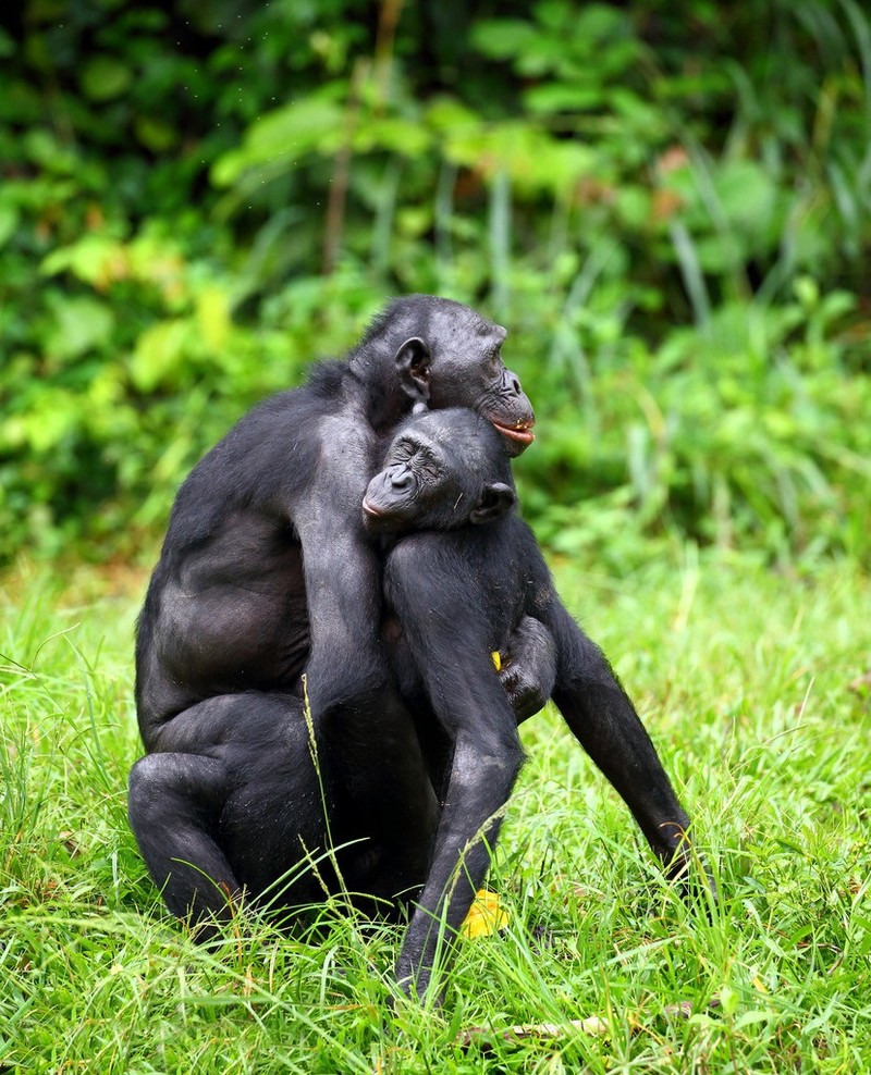 “Do mat” canh vo chong vuon Bonobo “may mua” cong khai-Hinh-3