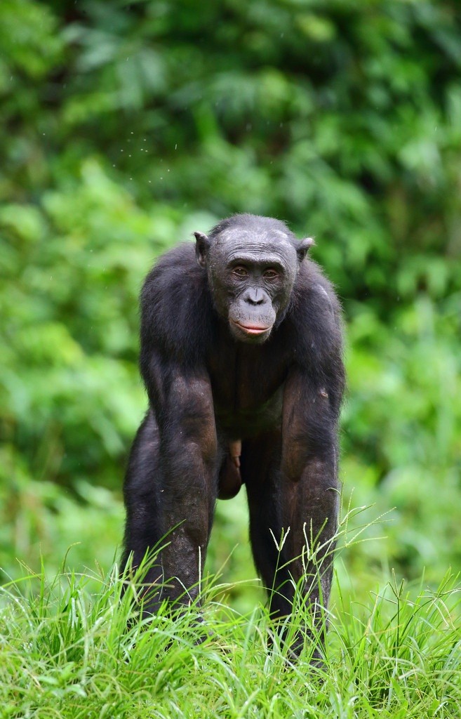 “Do mat” canh vo chong vuon Bonobo “may mua” cong khai-Hinh-8