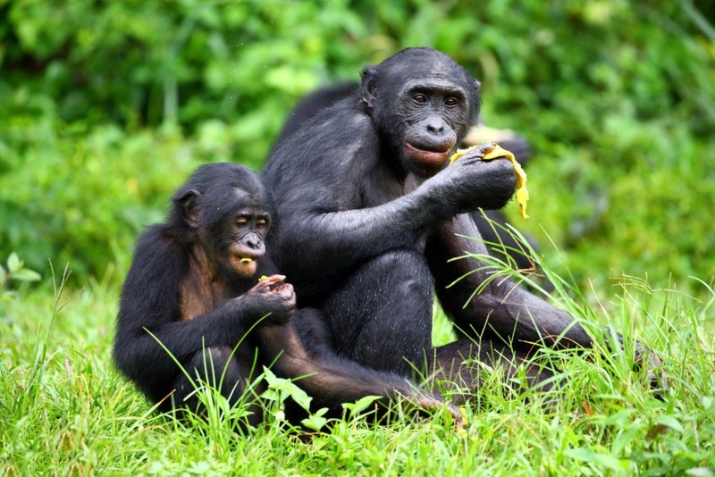 “Do mat” canh vo chong vuon Bonobo “may mua” cong khai-Hinh-9