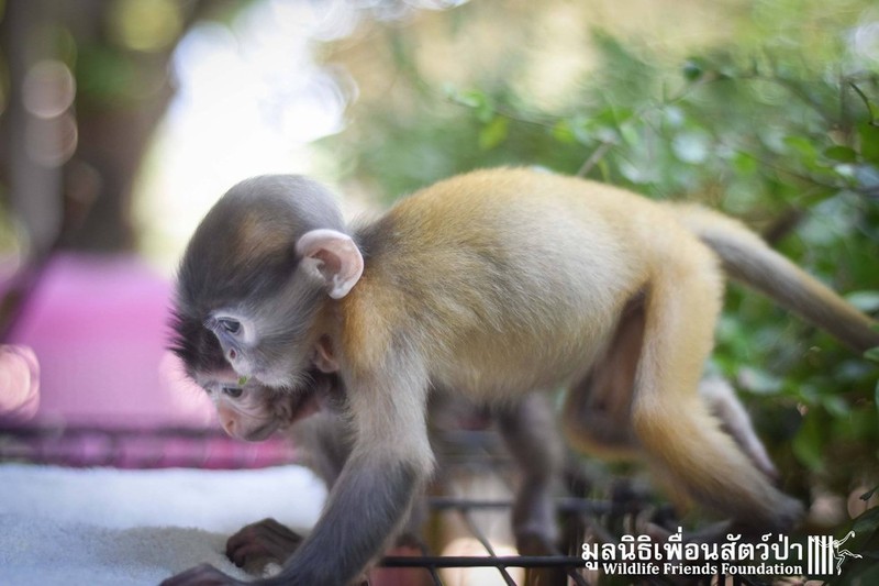 Tinh ban cam dong giua hai chu khi mo coi khac loai-Hinh-5