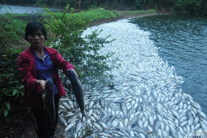 Xon xao ca chet hang loat tren bien Trung Quoc-Hinh-7