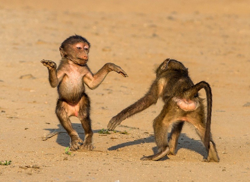 Cười nghiêng ngả cùng những chú khỉ đầu chó đáng yêu trong tấm ảnh hài hước này nhé! Nó sẽ đem lại cho bạn những giây phút tuyệt vời và vui nhộn. Đừng bỏ lỡ cơ hội để khám phá những bức ảnh độc đáo này!