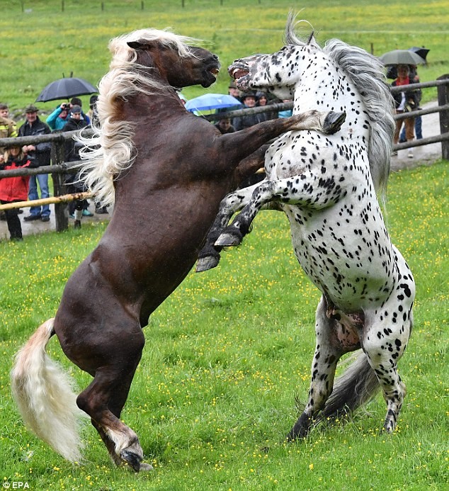 Rung minh canh choi ngua tan khoc tren day Alps-Hinh-5